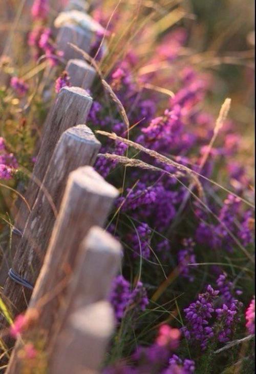 Лавандовое вдохновение 04