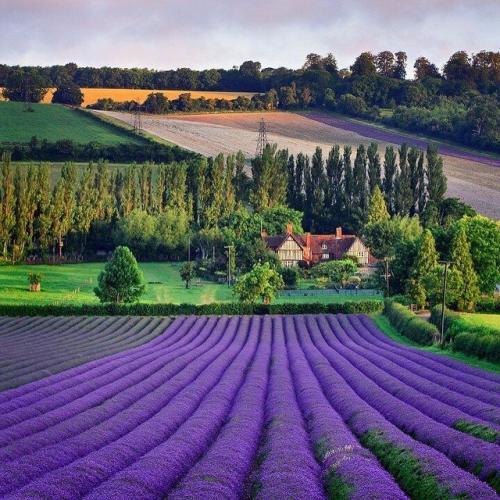 Лавандовое вдохновение 05
