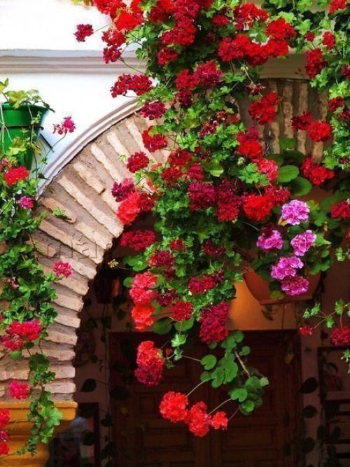 Испания, утопающая в цветах 03