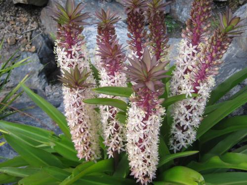 Комнатные цветы в горшках. Луковичные комнатные растения фото и названия