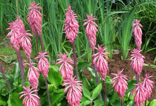 Комнатные цветы в горшках. Луковичные комнатные растения фото и названия