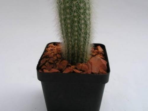 Цветы большие в горшках для дома. Какие цветы в горшках лучше держать дома: критерии выбора растений 13