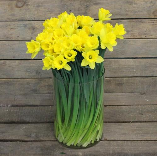 Комнатные цветы в горшках. Луковичные комнатные растения фото и названия