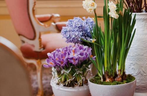 Цветы большие в горшках для дома. Какие цветы в горшках лучше держать дома: критерии выбора растений 03