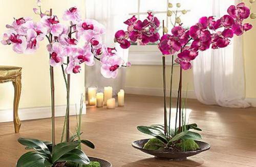 Цветы большие в горшках для дома. Какие цветы в горшках лучше держать дома: критерии выбора растений 02