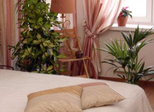 Большие комнатные растения названия. Преимущества больших домашних растений