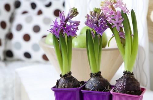 Цветы большие в горшках для дома. Какие цветы в горшках лучше держать дома: критерии выбора растений 01