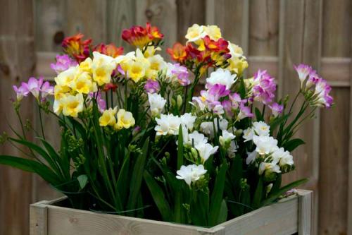 Комнатные цветы в горшках. Луковичные комнатные растения фото и названия