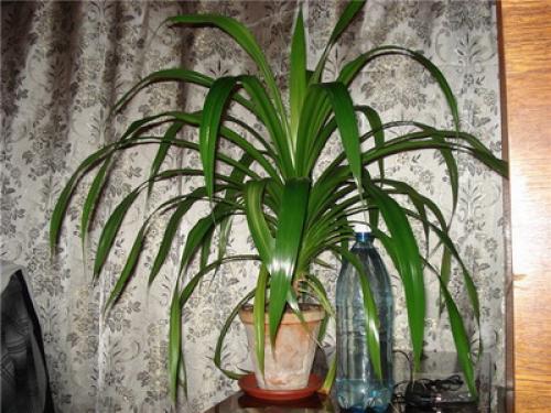 Цветы большие в горшках для дома. Какие цветы в горшках лучше держать дома: критерии выбора растений 17