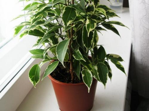 Цветы для дома в горшках. Какие цветы и растения посадить и выращивать дома? 03