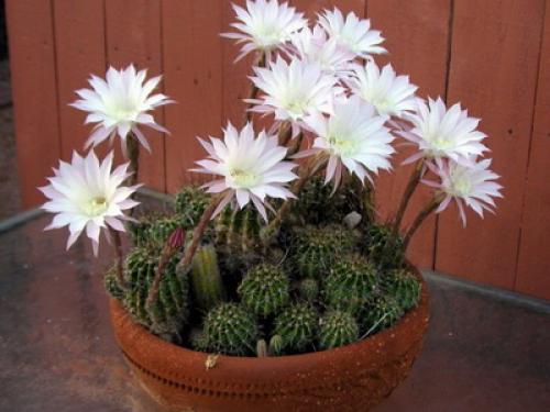 Цветы для дома в горшках. Какие цветы и растения посадить и выращивать дома? 01