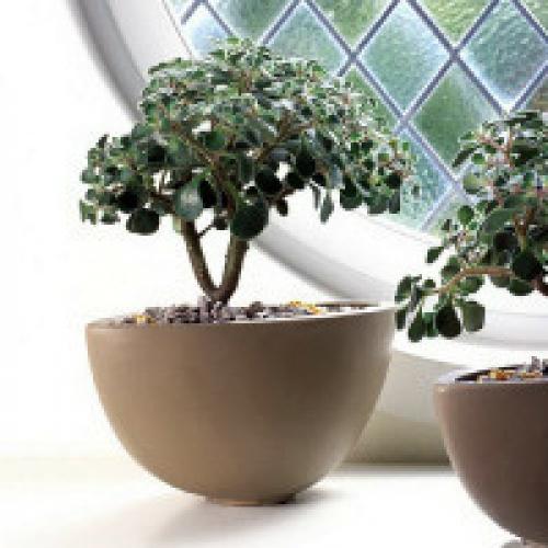 Неприхотливые комнатные растения