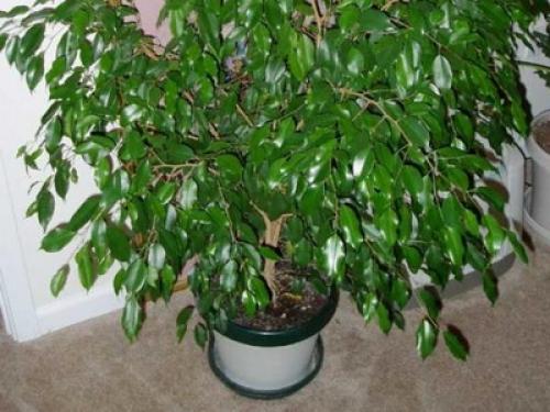 Цветы для дома в горшках. Какие цветы и растения посадить и выращивать дома? 02