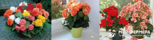 Цветы для дома в горшках. Какие цветы и растения посадить и выращивать дома? 08