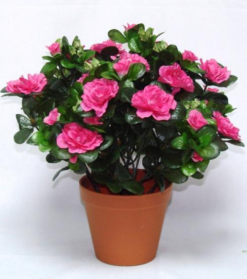 Комнатные растения. Ядовитые комнатные цветы и растения фото и названия