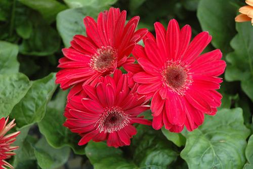 Цветы для дома в горшках. Какие цветы и растения посадить и выращивать дома? 05