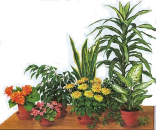 Цветы которые поглощают влагу. Полезные свойства комнатных растений