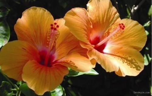 Растения, увлажняющие воздух в квартире 15 Растения, увлажняющие воздух в квартире 15