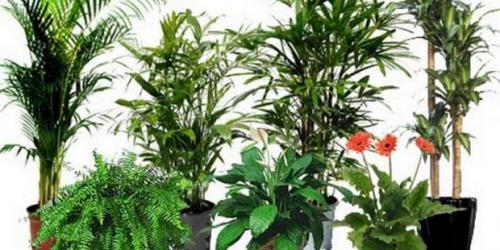 Растения, увлажняющие воздух в квартире 01 Растения, увлажняющие воздух в квартире 01