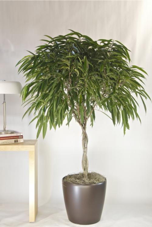 Растения, увлажняющие воздух в квартире 08 Растения, увлажняющие воздух в квартире 08