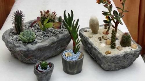 Суккуленты, как ухаживать в домашних условиях. Суккуленты — уход в домашних условиях совсем не сложный 08 Суккуленты, как ухаживать в домашних условиях. Суккуленты — уход в домашних условиях совсем не сложный 08