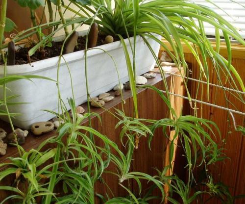 Растения, увлажняющие воздух в квартире 20 Растения, увлажняющие воздух в квартире 20