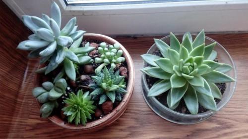 Суккуленты, как ухаживать в домашних условиях. Суккуленты — уход в домашних условиях совсем не сложный 09 Суккуленты, как ухаживать в домашних условиях. Суккуленты — уход в домашних условиях совсем не сложный 09