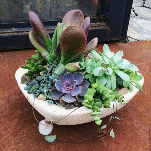 Суккуленты, как ухаживать в домашних условиях. Суккуленты — уход в домашних условиях совсем не сложный 07 Суккуленты, как ухаживать в домашних условиях. Суккуленты — уход в домашних условиях совсем не сложный 07