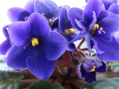 Растения, увлажняющие воздух в квартире 14 Растения, увлажняющие воздух в квартире 14