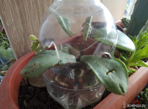 Суккуленты, как ухаживать в домашних условиях. Суккуленты — уход в домашних условиях совсем не сложный 05 Суккуленты, как ухаживать в домашних условиях. Суккуленты — уход в домашних условиях совсем не сложный 05