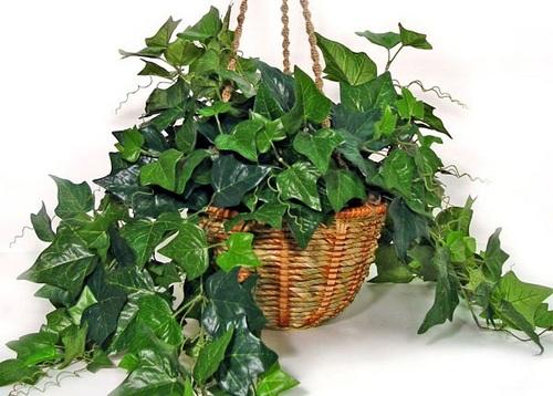 Растения, увлажняющие воздух в квартире 06 Растения, увлажняющие воздух в квартире 06