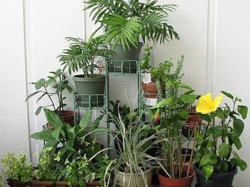 Лучшие комнатные растения. ТОП-5 неприхотливых комнатных цветов