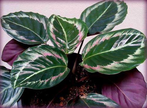 Растения, увлажняющие воздух в квартире 19 Растения, увлажняющие воздух в квартире 19