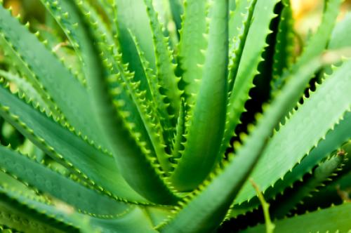 Растения, увлажняющие воздух в квартире 10 Растения, увлажняющие воздух в квартире 10