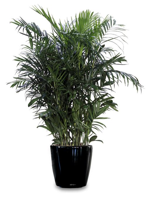 Растения, увлажняющие воздух в квартире 05 Растения, увлажняющие воздух в квартире 05