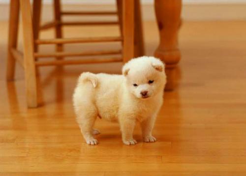 Уход за ламинатом после укладки. Повседневный уход за ламинатом