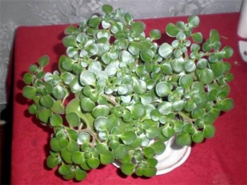 Увлажняющие воздух растения комнатные. Топ-15 растений для очистки воздуха по мнению NASA 31