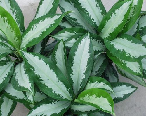 Увлажняющие воздух растения комнатные. Топ-15 растений для очистки воздуха по мнению NASA 06