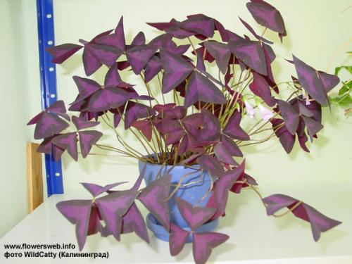 Увлажняющие воздух растения комнатные. Топ-15 растений для очистки воздуха по мнению NASA 34