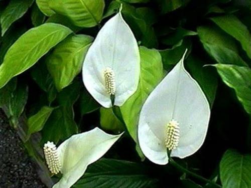 Увлажняющие воздух растения комнатные. Топ-15 растений для очистки воздуха по мнению NASA 26