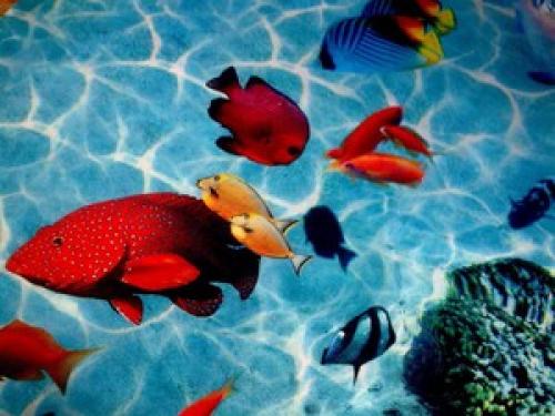 За и против наливной пол. Виды наливных полов: преимущества и недостатки