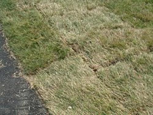 Какой газон лучше рулонный. Как выбрать рулонный газон 02