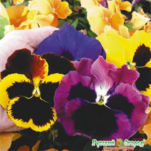 Как подготовить анютины глазки к зиме. Анютины Глазки. Что делать дальше? Дополнила 14 Как подготовить анютины глазки к зиме. Анютины Глазки. Что делать дальше? Дополнила 14