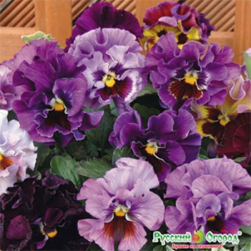 Как подготовить анютины глазки к зиме. Анютины Глазки. Что делать дальше? Дополнила 13 Как подготовить анютины глазки к зиме. Анютины Глазки. Что делать дальше? Дополнила 13