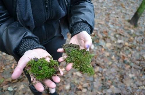 Мох в интерьере ванной. Где взять декоративный мох?