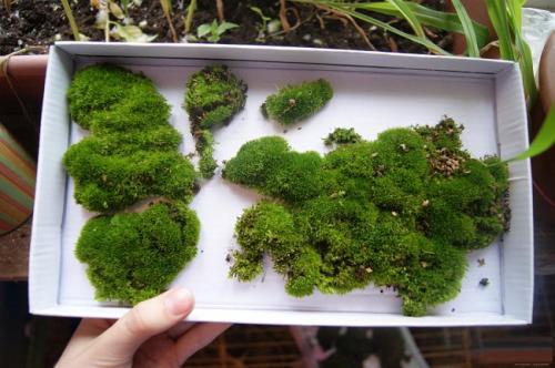 Мох в интерьере ванной. Где взять декоративный мох?