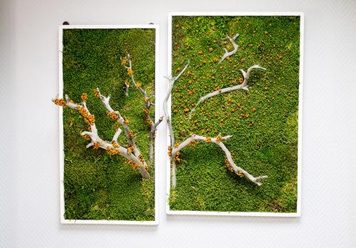 Мох в интерьере, как ухаживать. Стабилизированный мох