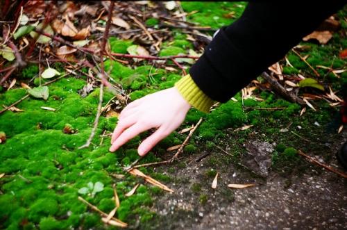 Мох в интерьере ванной. Где взять декоративный мох?