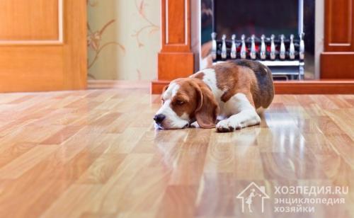 Чем мыть ламинат в домашних условиях. Чем мыть ламинат