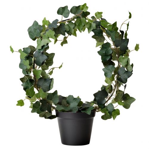 Растения комнатные в горшках. Ядовитые комнатные цветы и растения фото и названия